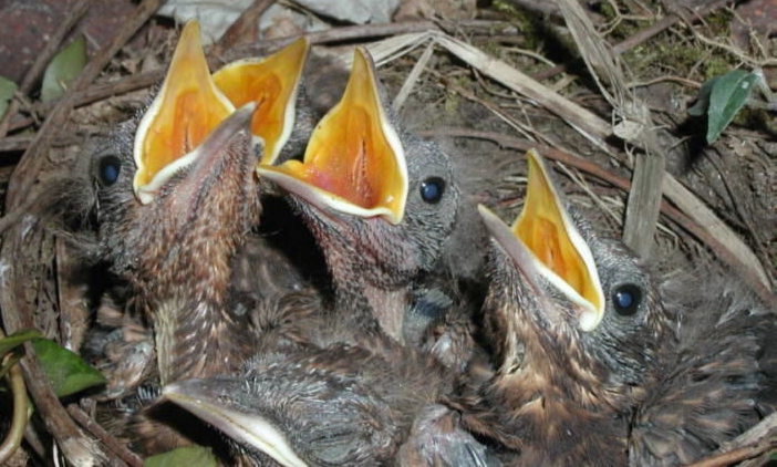 Jungvögel in einem Nest