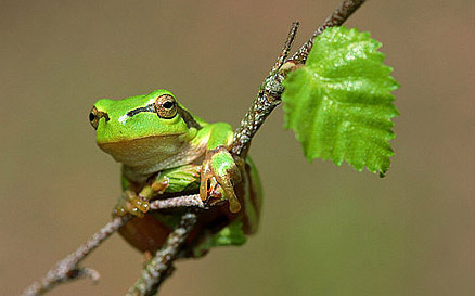 Laubfrosch