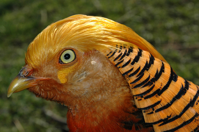 Goldfasan