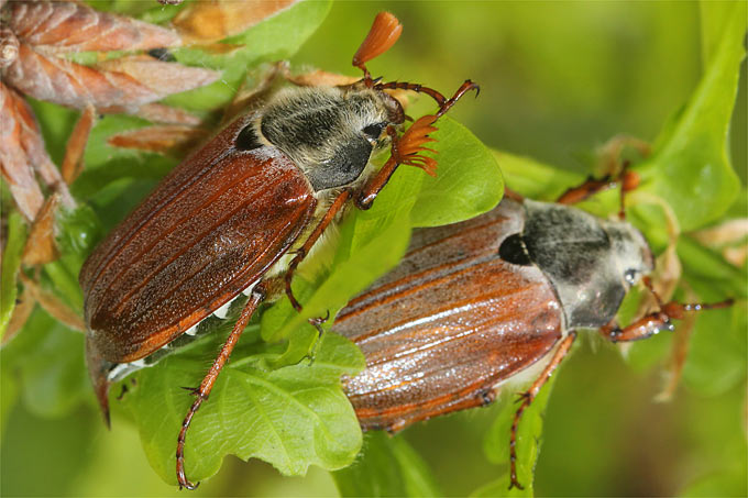 Maikäfer auf Blättern