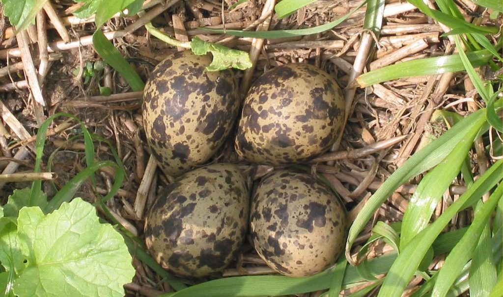 Vogelnest mit vier Eiern