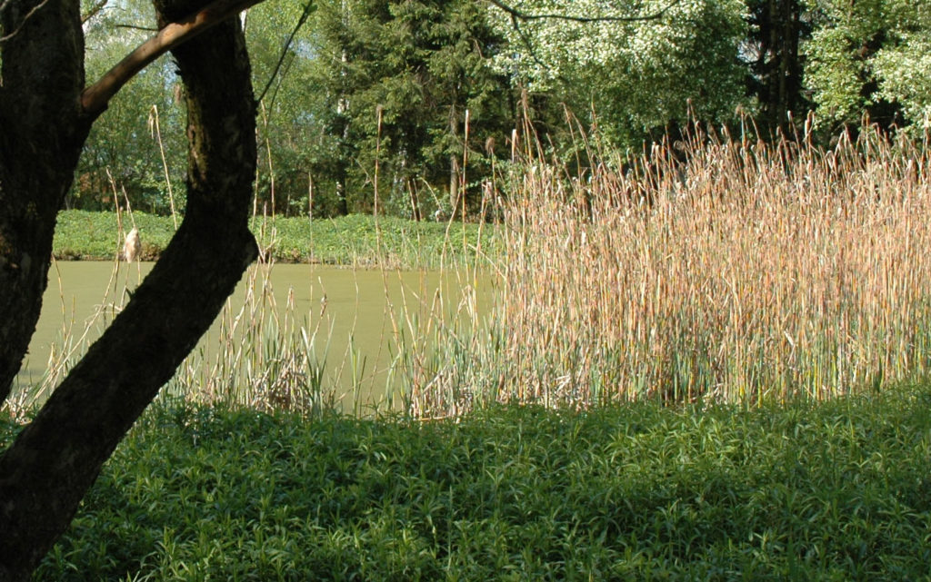 Weiher mit Schilf und Bäumen